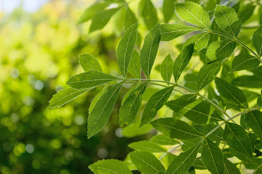 Episode 197 – Mindful Moment Series – Tip 64 – Look at all the different colours of green on a leafy tree…